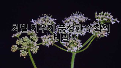 처빌 키우기: 풍성한 수확의 비밀